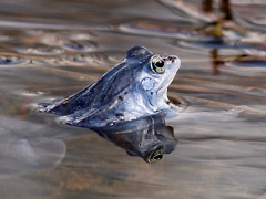 Bild von blauer Moorfrosch im Wasser Eckard Baumann