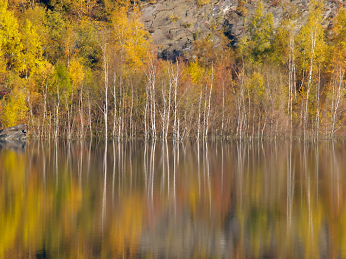 Herbstlich leuchtende Birken stehen im Wasser und erzeugen eine schöne Spiegelung.
