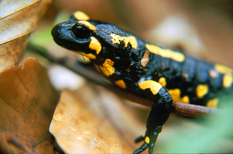 Nahaufnahme von einem Feuersalamander