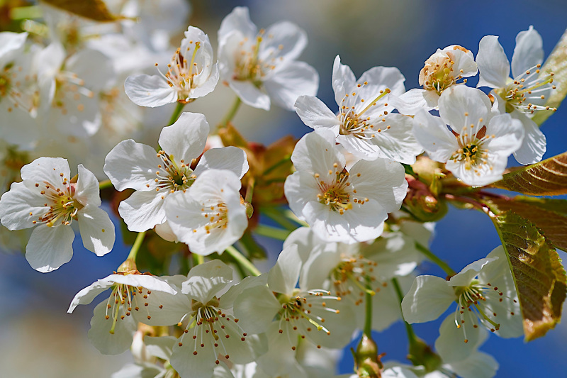Blüten
