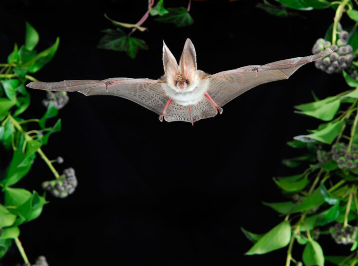 Eine Fledermaus fliegt mit weit ausgebreiteten Flügeln durch die Nacht.