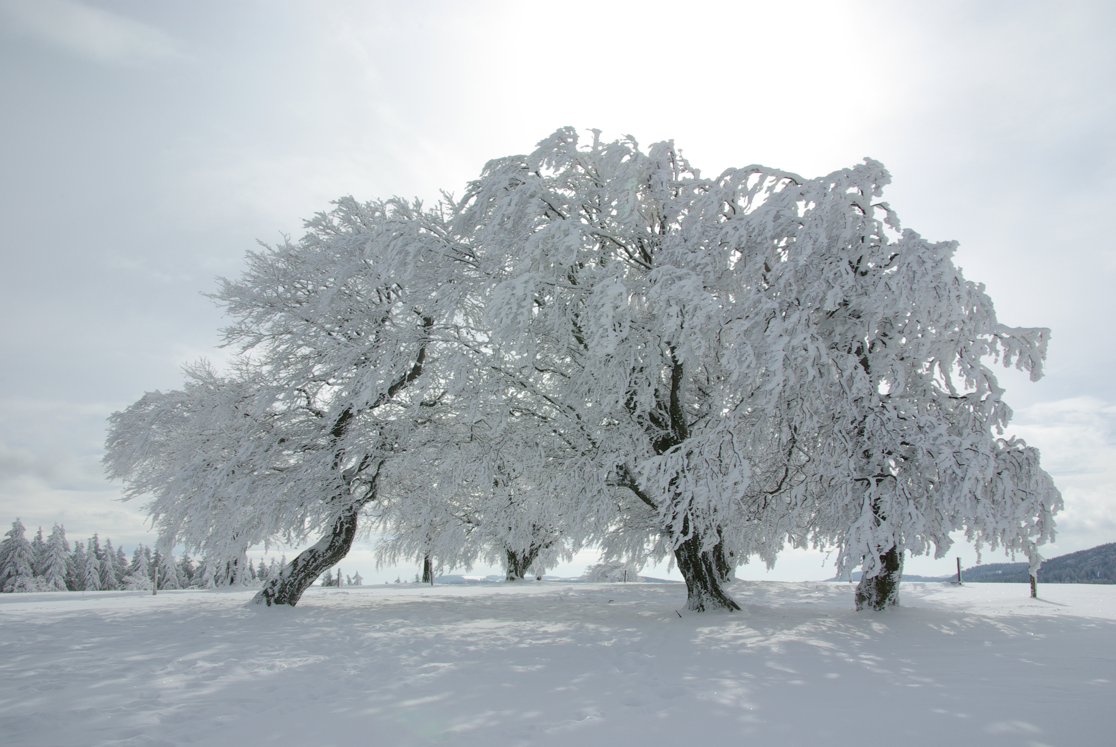 verschneite Wiese mit verschneiter Baumgruppe