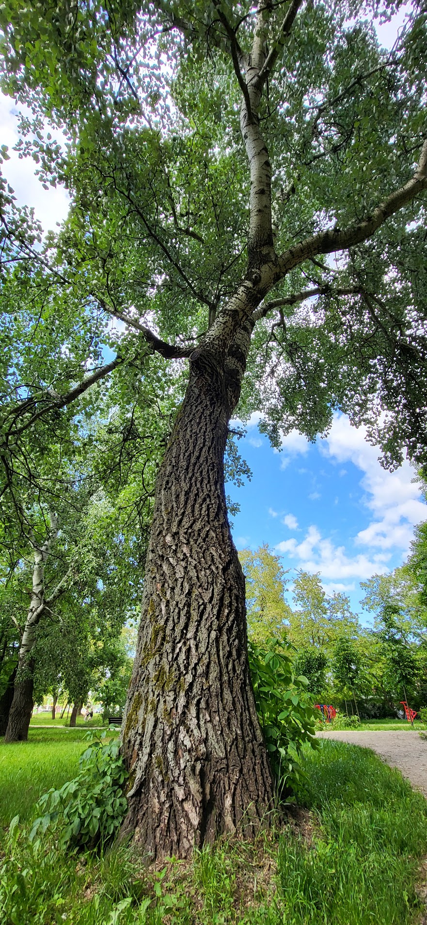 großgewachsene Zittelpappel auf grüner Wiese