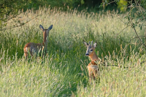 2 Rehe im hohen Gras schauen ganz aufmerksam