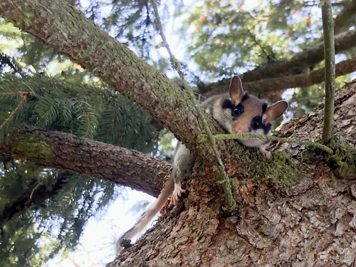 Gartenschläfter sitzt oben auf einen Baum in den Zweigenund schaut herunter