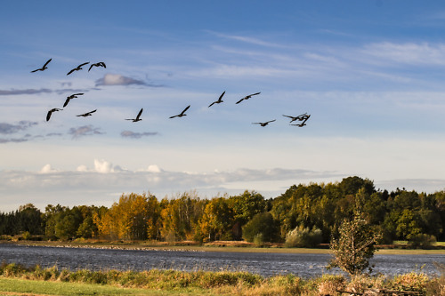 Teich in Plothen mit herbstlichen Bäumen umsäumt und am Himmel der Vogelflug gen Süden