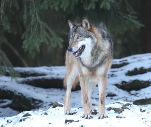 Wolf steht im Vordergrund auf schneebedeckten Waldboden, im Hintergrund sind Tannenzweige zu sehen