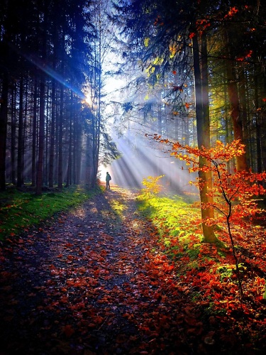 herbstlicher Wald, Wanderer im Hinteregrund auf einem Wanderweg, Sonne scheint durch die Bäume, die Sonnen-Strahlen sind deutlich zu erkennen